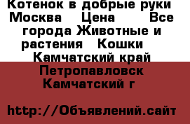 Котенок в добрые руки. Москва. › Цена ­ 5 - Все города Животные и растения » Кошки   . Камчатский край,Петропавловск-Камчатский г.